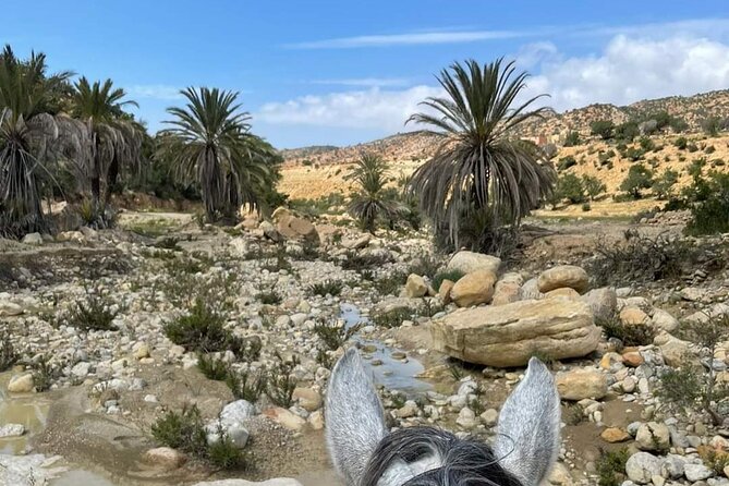 3-hour Horseback Ride Mountain and Beach Morocco