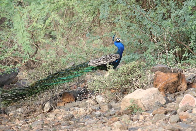 3-Hour Private Safari in Sariska Tiger Reserve - Good To Know