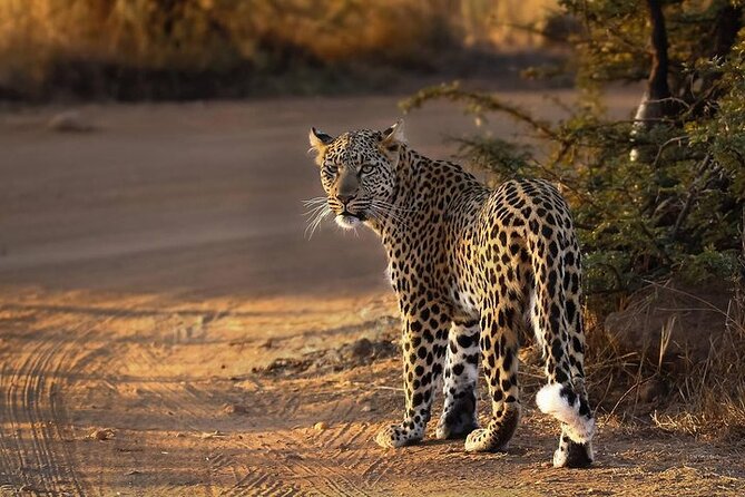 Best Tours In Pilanesberg National Park