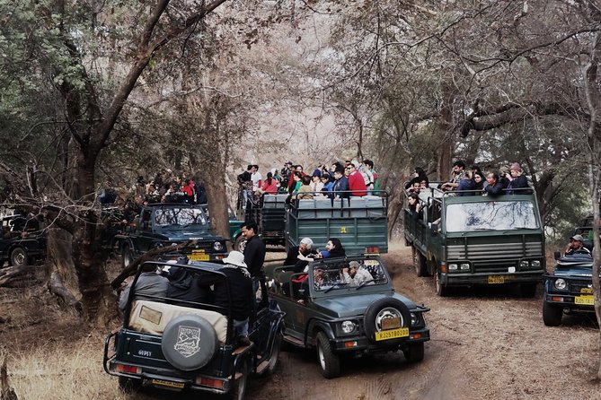 3-Hour Shared Safari in Ranthambore Tiger Reserve
