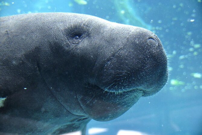 3 HOUR Swim With Manatees Crystal River -Free Treasure Chest Hunt - Good To Know