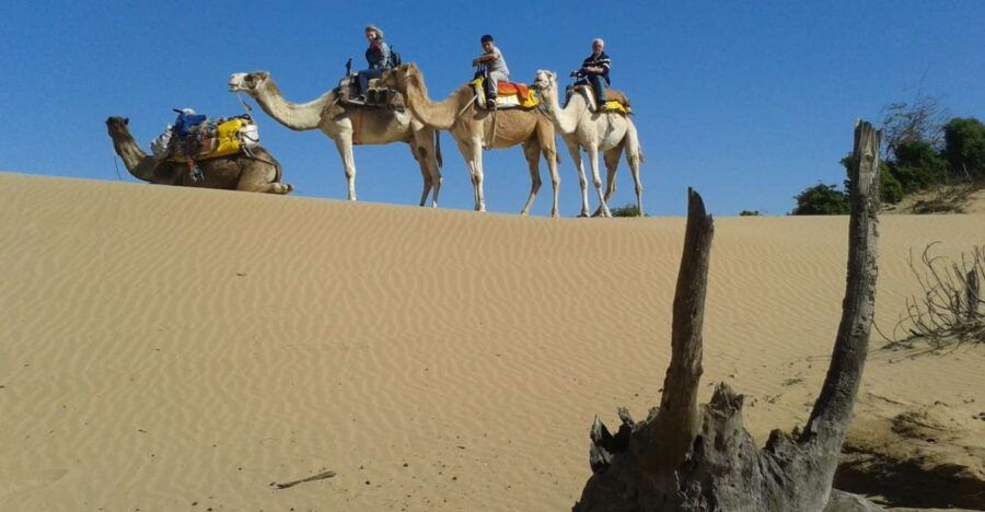 3-Hours Dromedary Ride Essaouira, Morocco