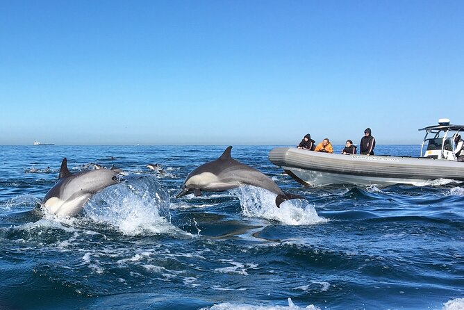 3 Hours Guided Whale and Dolphin Watching Experience in San Diego - Good To Know