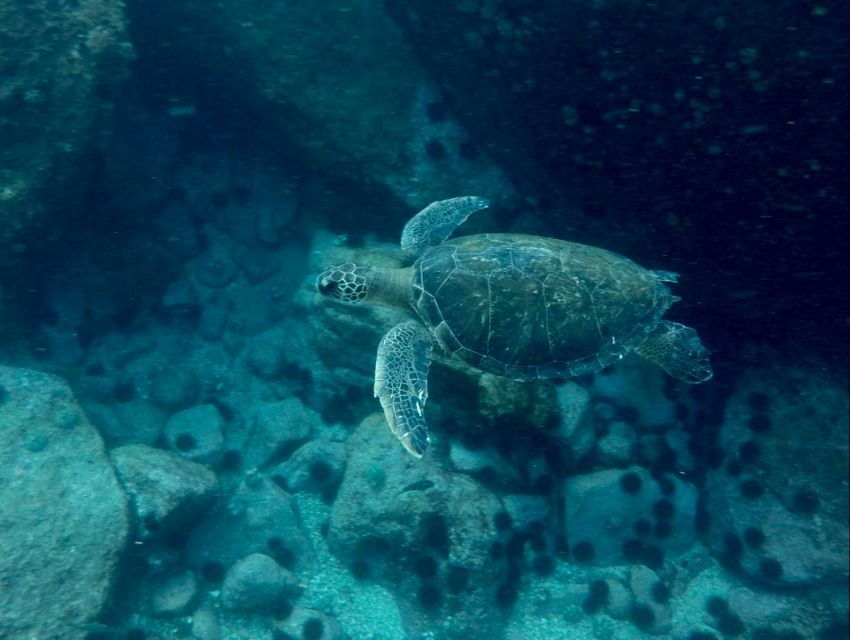 3 Hours Snorkel and Swim With Turtles Tour at Tijuca Islands - Good To Know