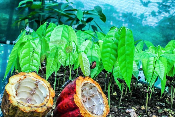3-in-1 Monteverde Cloud Forest Coffee, Chocolate and Sugar Cane Tour - Good To Know
