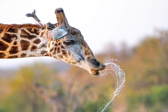 3 Night 4 Days Kruger Park Safari Package