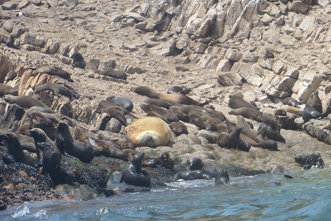 1.5-Hour Seal Viewing Boat Tour in Plettenberg Bay - Cancellation Policy