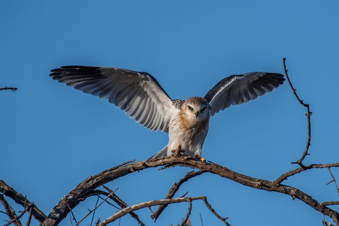 1 Day Photographic Wildlife Safari From Hazyview to Kruger Park - Additional Information
