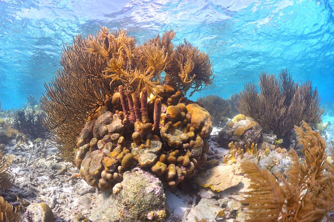 100% Private Sail & Dive From a 45ft Sailing Yacht in Bonaire - Sailing and Enjoying the Surroundings