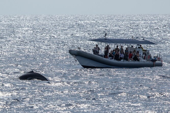 2.5 Hours Whale Watching On A 41 Super-Raft - Cancellation Policy