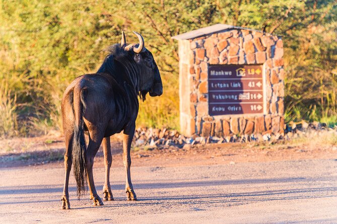 2 Day Pilanesberg Camping Safari - Learning Opportunities About Local Flora and Fauna