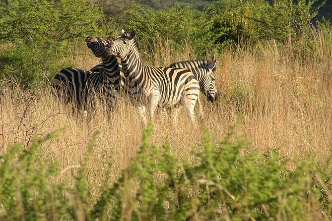 2-Days Pilanesberg Best Chance to View "Big 5" With Private Extended Safari - Inclusions of the 2-Day Safari Package