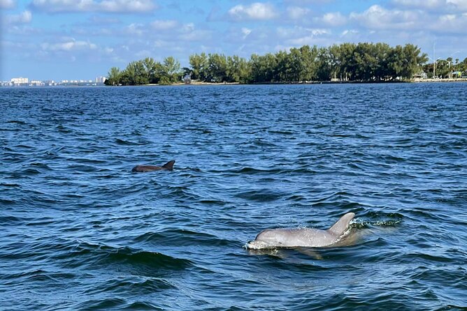 2-Hour Dolphin Watching Tour in Florida - Reviews