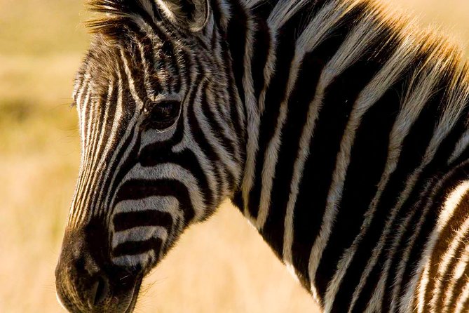 2-Hour Game Drive at the Plettenberg Bay Game Reserve - Reviews