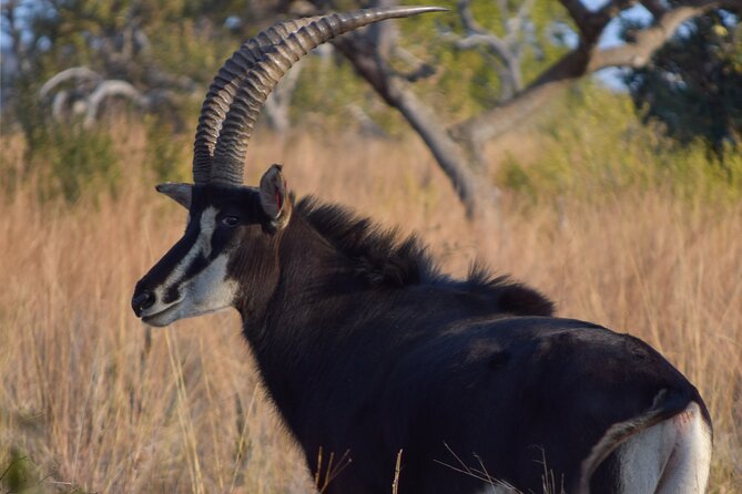 2-Hour Horseback Safari in Hartbeespoort - Traveler Photos