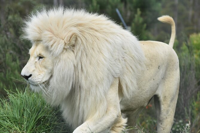 2-Night Tenikwa Wildlife Centre Lion Cabin Experience  - Plettenberg Bay - Traveler Photos