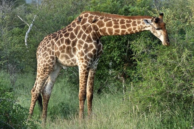 3 Day All Incl. Private Kruger Park Safari Incl. Transfer From Johannesburg - Pricing and Availability