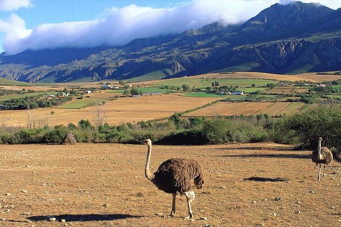 3 Day Best of Garden Route Highlights With Safari From Cape Town - Common Questions