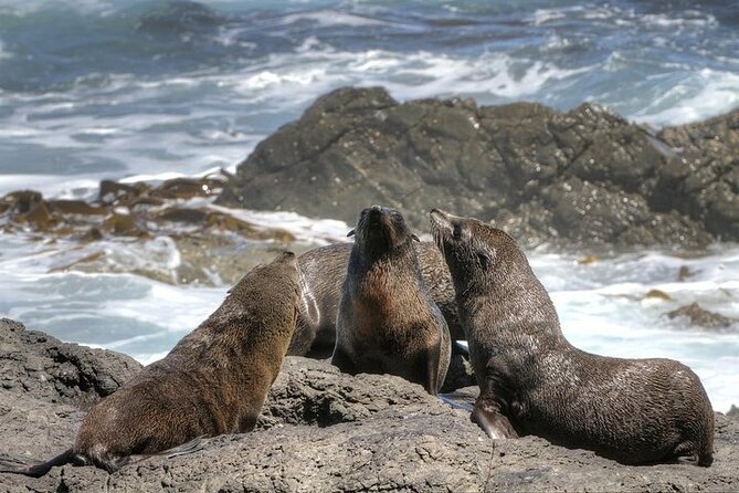 3-Day Private Guided Tour to Cape Town Top Attractions - Traveler Photos and Reviews
