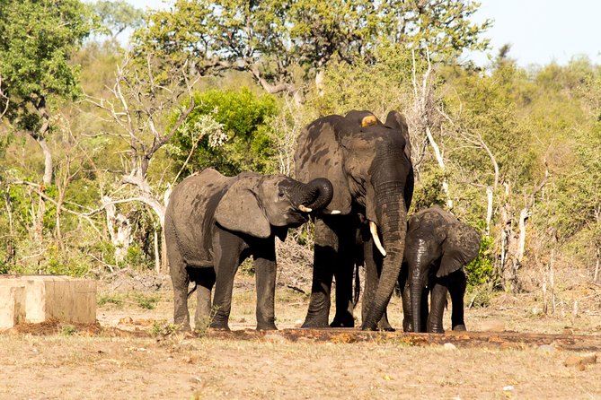 4 Day Classic Kruger National Park Safari - Unique Experiences