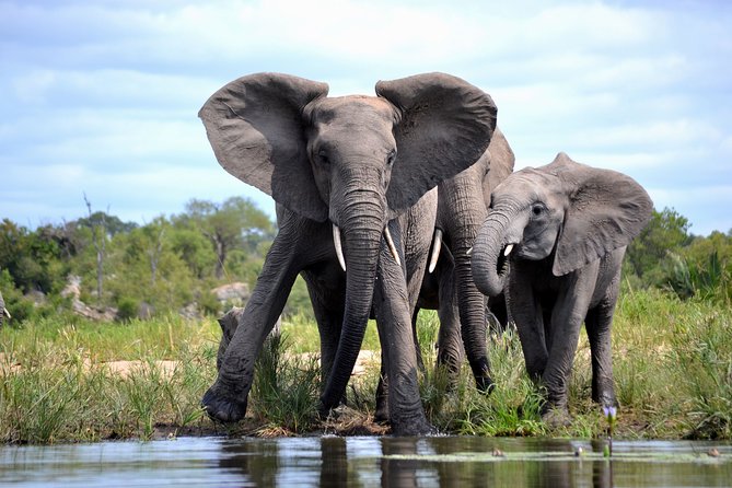 4-Day Kruger National Park Safari From Johannesburg - Price and Terms