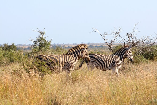 4 Day Private Kruger Under Canvas Safari - The Sum Up