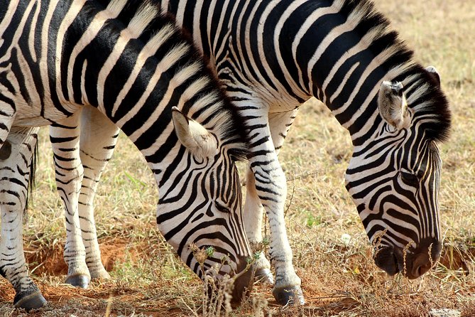 5 Day Garden Route Tour - Port Elizabeth to Cape Town - Itinerary: Port Elizabeth to Jeffreys Bay