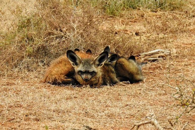 Addo Elephant National Park Full Day Safari - Overview of Addo Elephant National Park