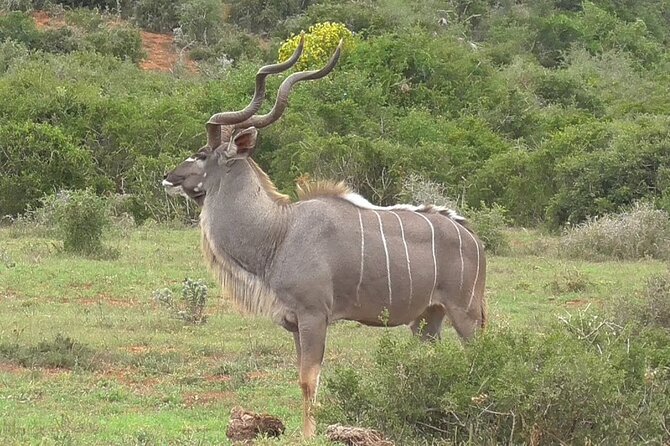 Addo Elephant National Park Private Half-Day Safari - Common Questions