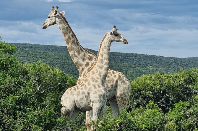 Addo Elephant Park & Giraffe Walk Private Full-Day Safari - Pricing and Booking