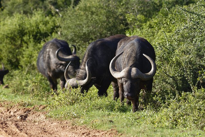 Addo Elephant Park Safari & Shore Excursion From Port Elizabeth - Selected Traveler Reviews