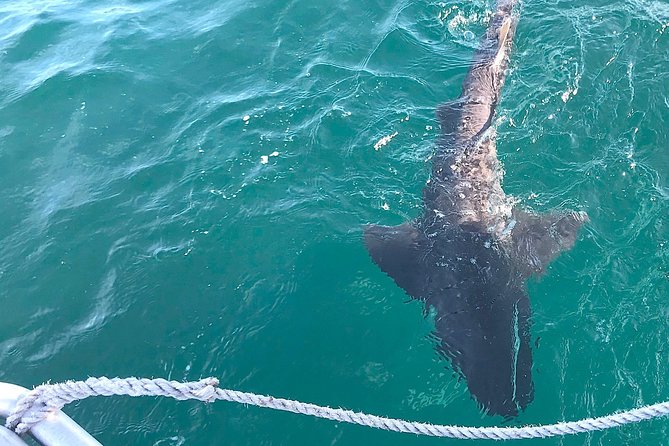 African Shark Eco-Charters Shark Cage Diving Cape Town - Cancellation Policy and Weather Considerations