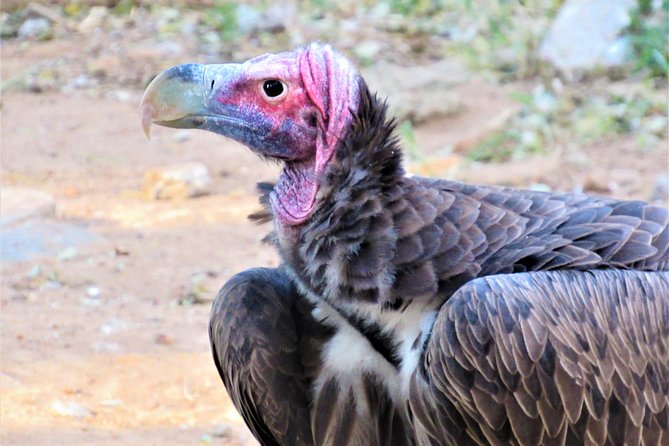 Afternoon Kruger National Park Safari - Common Questions