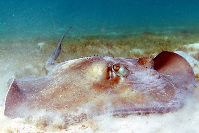 All-Day Guided Kayak and Snorkel Tour on St. Thomas  - St Thomas - Requirements and Highlights