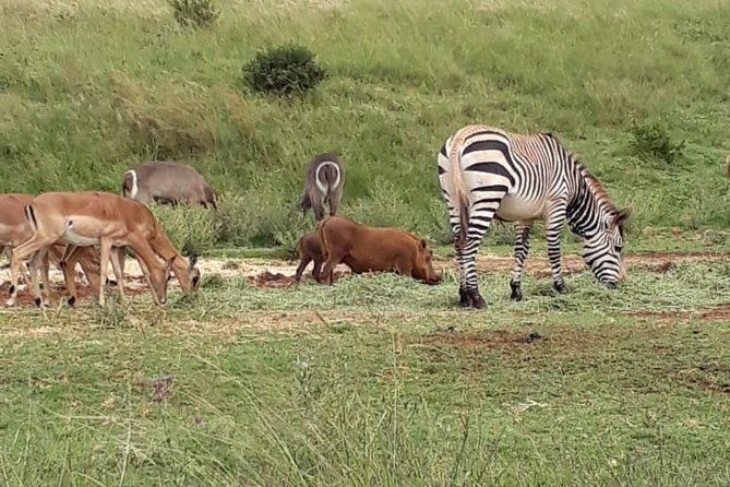 All-Day Pilanesberg National Park Safari in South Africa  - North West - Customer Reviews and Ratings