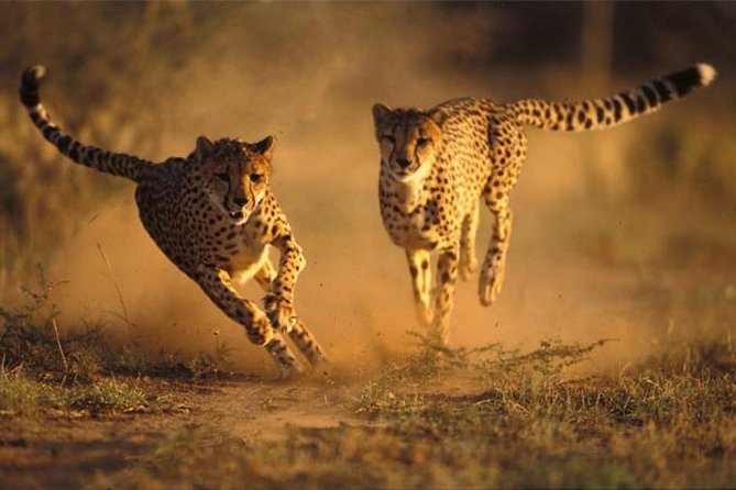 Ann Van Dyk Cheetah Centre Half-Day Tour From Johannesburg - Cheetah Biology and Behavior