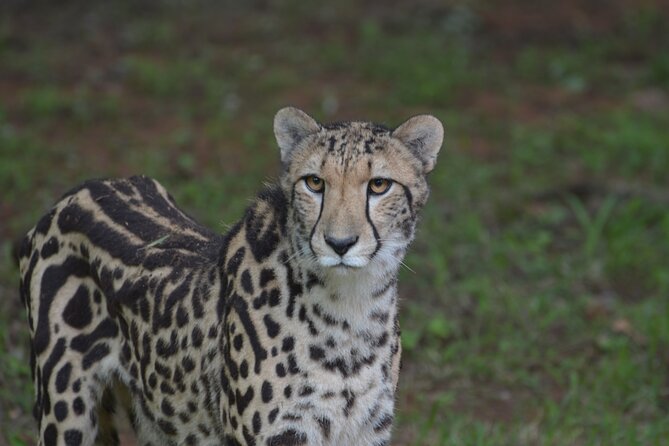 Ann Van Dyk Cheetah Centre Tour From Johannesburg or Pretoria - Witness a Cheetah Run