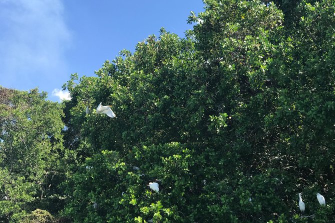 Appleton Rum Factory, Ys Falls, Black River Safari, Floyd's Pelican Bar - Reviews and Traveler Photos