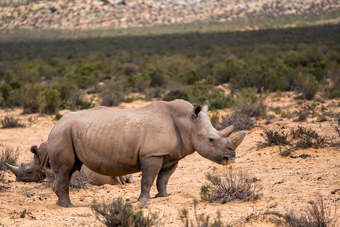 Aquila Game Reserve Safari With Park Fees, Transport & Lunch - Transportation Options to Aquila Game Reserve