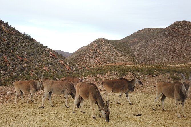 Aquila Sunset Safari Tour From Cape Town - Reviews