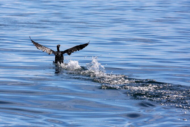 Big 5 Sea Safari in Walker Bay From Gansbaai - Inclusions