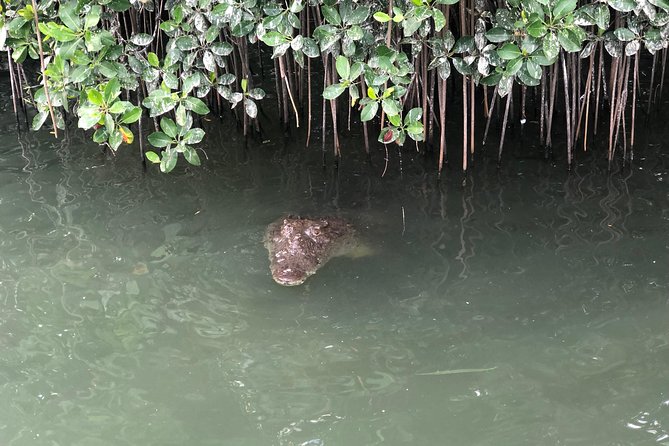 Black River Safari, YS Falls and Appleton Estate - Scenic Beauty and Wildlife Encounters