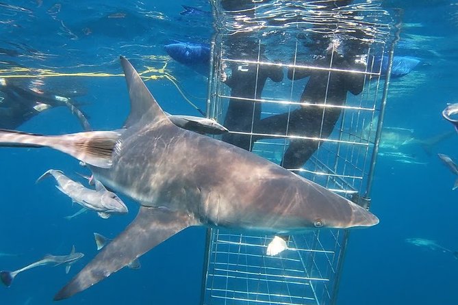 Caged and Cageless Shark Snorkelling on Durbans Aliwal Shoal - Directions to the Meeting Point