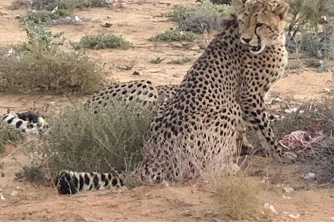 Cape Town Safari Transfers - What to Expect and Additional Information