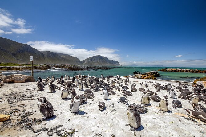 Cape Town: Shark Cage Diving & Penguins Tour to Gansbaai With Private Transfers - Ride Aboard a Private Luxury Vehicle