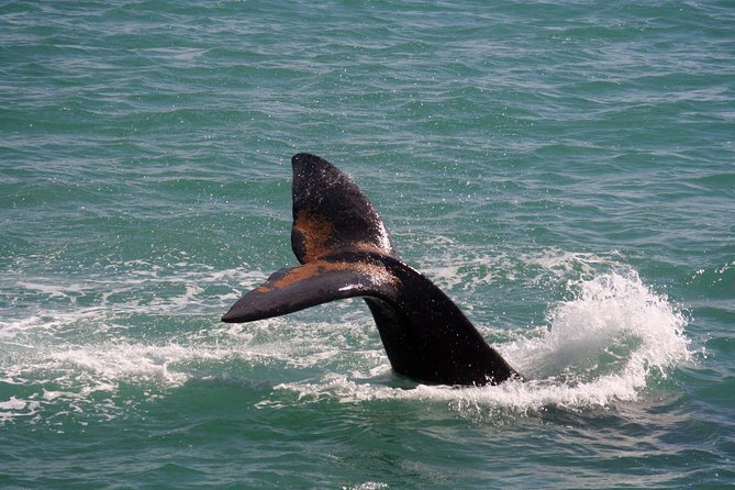 Cape Town: Whale-Watching Experience - Cancellation Policy