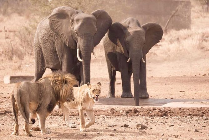 Captivating 3 Day Kruger Safari Adventure From Johannesburg - The Sum Up
