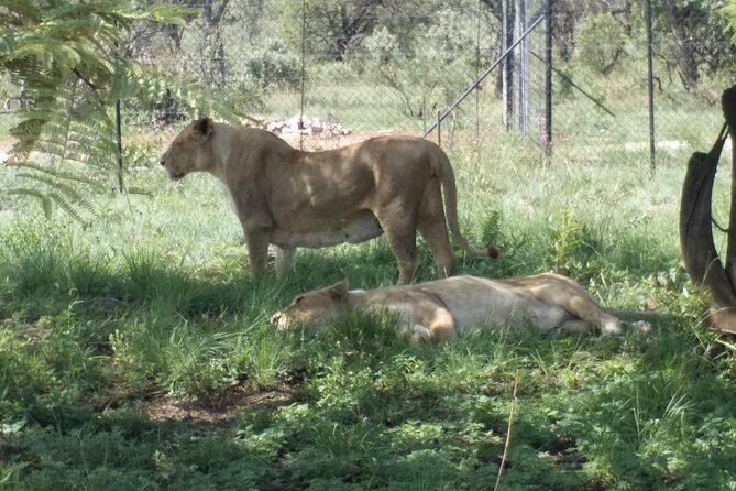 Captivating Safari Lion Park Experience (Half Day Guided Tour) - Negative Review and Hosts Response