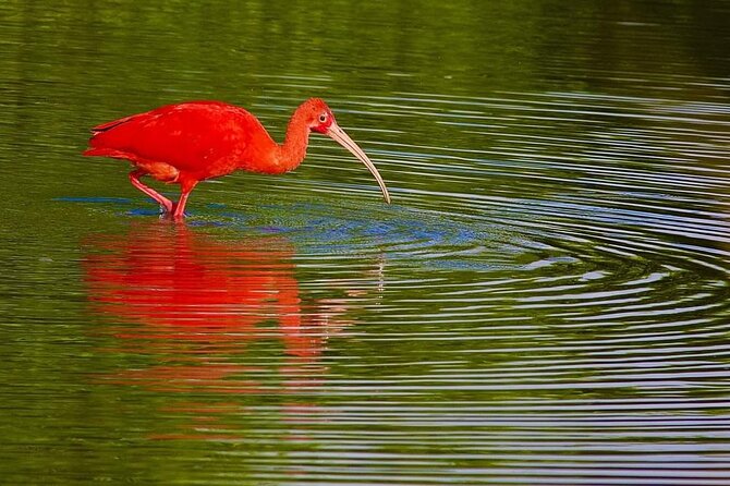 Caroni Swamp Wildlife Tour - Search for the Scarlet Ibis