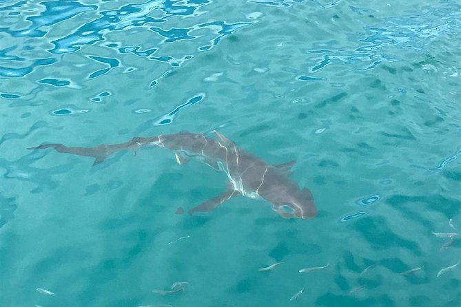 Combo Cape Agulhas Tour and Whales Watching Boat in Hermanus - Overview of the Tour